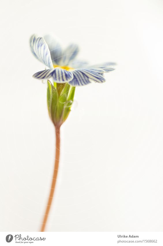 Blue - White striped primrose - on edge Elegant Garden Decoration Feasts & Celebrations Mother's Day Easter Nature Plant Flower Blossom Pot plant Primrose Park