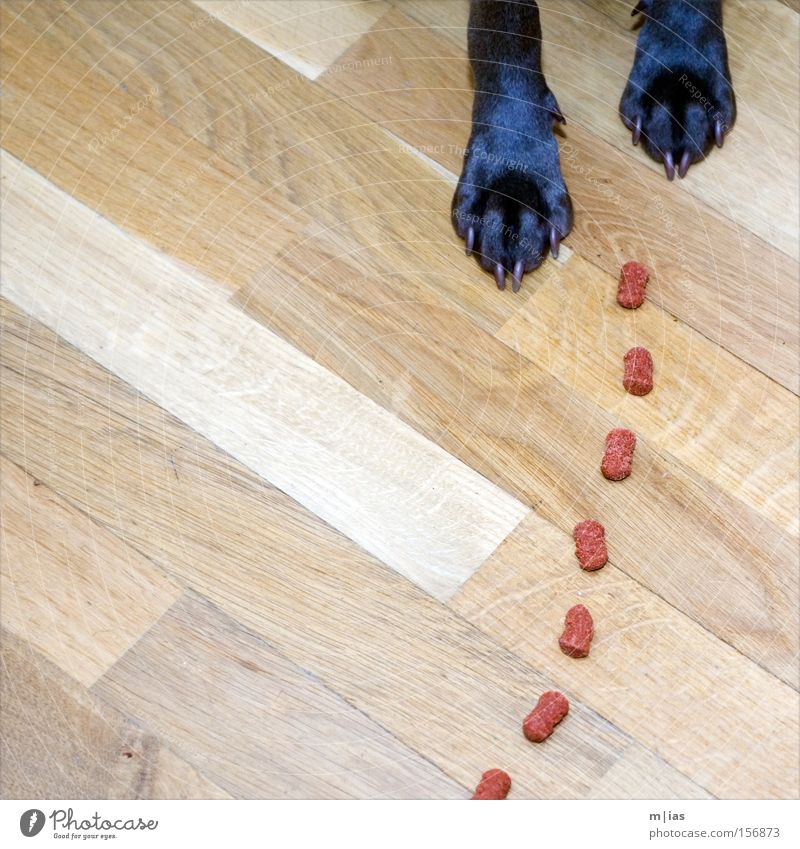 Tracking dog. Dog Weimaraner Paw Claw Feed Nutrition Appetite Meal Floor covering Red Wood Delicious Animal Mammal tia