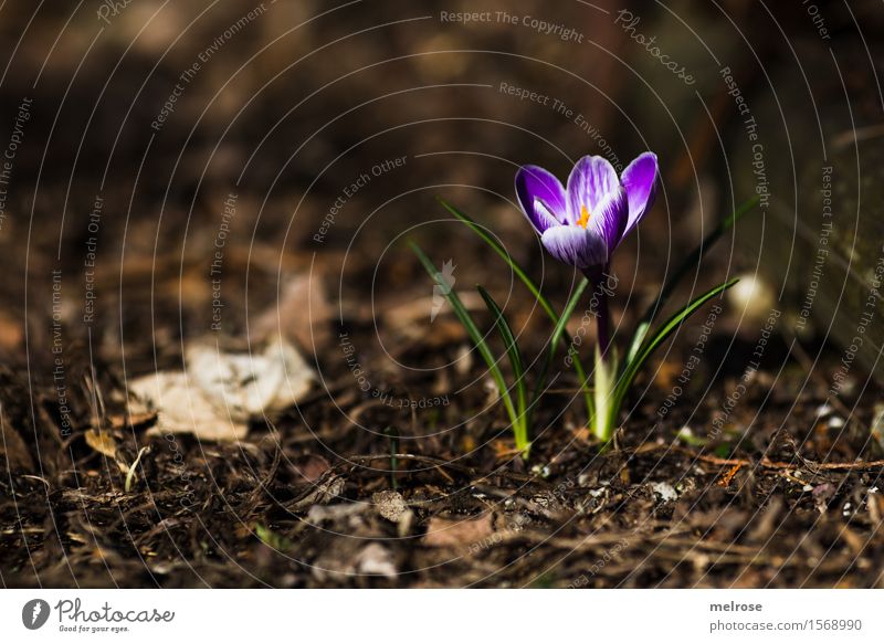 We did it! Elegant Style Nature Earth Spring Beautiful weather Plant Flower Leaf Blossom Wild plant Crocus Bulb flowers Flowering plant Spring flowering plant