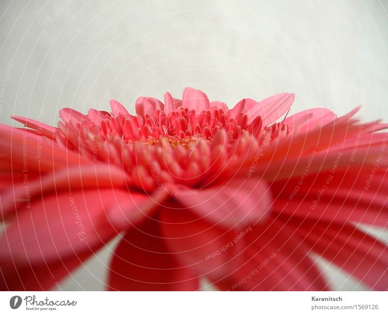 gerbera Plant Flower Blossom Gerbera Esthetic Fresh Positive Pink Red Emotions Joie de vivre (Vitality) Sympathy Romance Beautiful Fragrance Elegant Colour