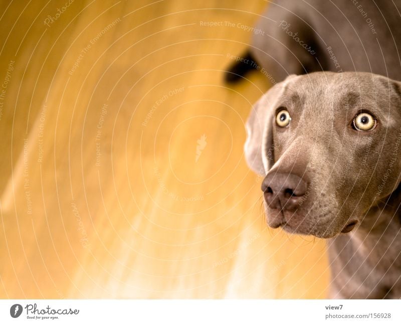 pursuer Dog Looking Snout Eyes Concentrate Beg Weimaraner Mammal Interior shot Bright background Partially visible Detail Section of image Puppydog eyes
