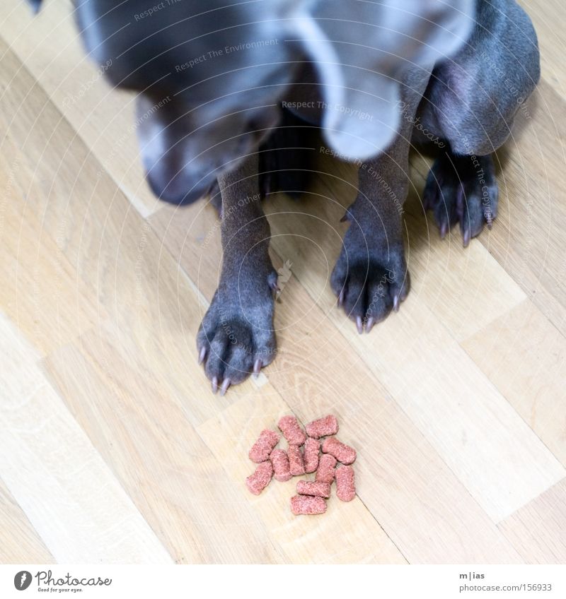 meal. Dog Nutrition Weimaraner Feed Pet Feeding Appetite Wood Floor covering Portion Mammal tia reward Dog food