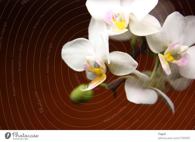 Set in the light Orchid White Root Air Bud Stalk Wall (building) Colour Green thumb Thumb Ochrides phalaenopsis Blossom risp