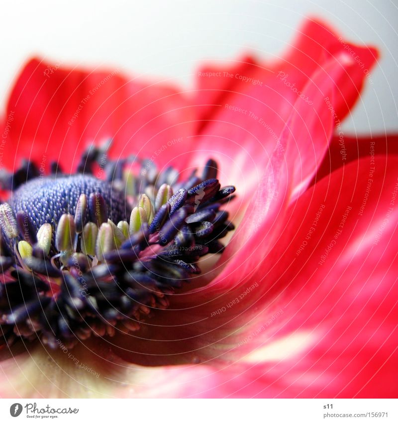 anemone Anemone Spring Flower Blossom Blossom leave Macro (Extreme close-up) Red Delicate Fine Meadow Close-up Detail Pistil herald of spring Middle