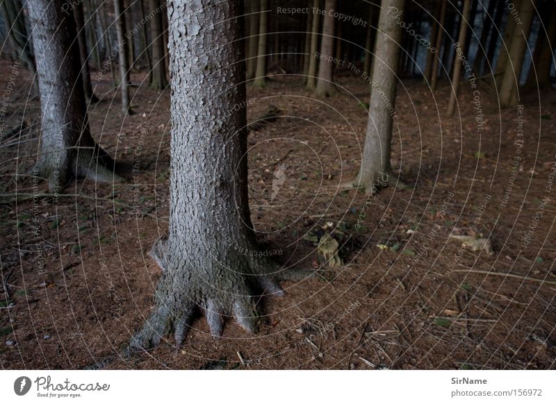 61 [winter forest] Winter Forest Cold Brown Loneliness Fear Undergrowth Coniferous trees Woodground Doomed Germany Panic Tree. trees Colour photo Subdued colour