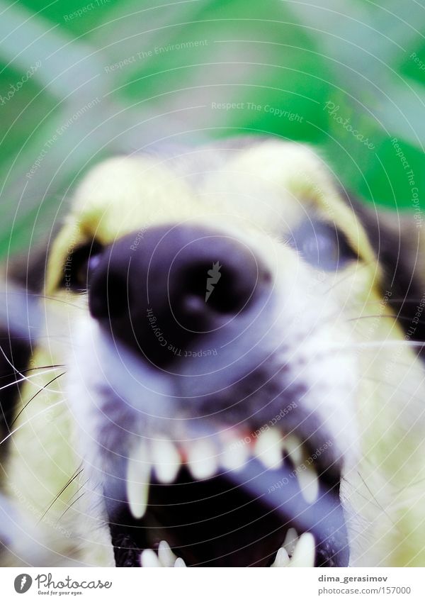 Dog Street Summer Tallinn Nose Mammal Colour Fear Panic Set of teeth Eyes