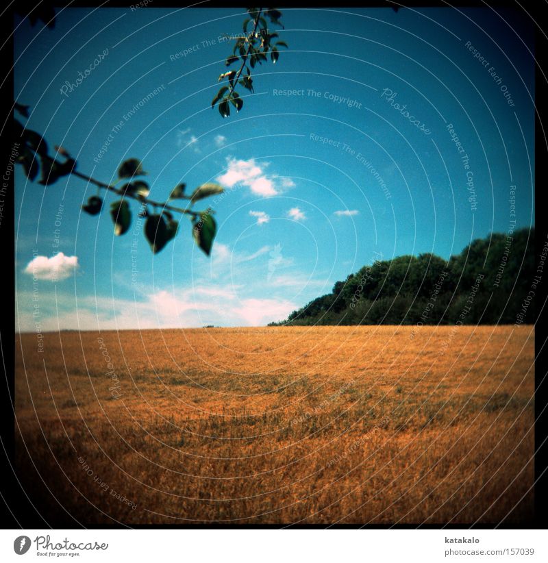 summer sunny yellow Field Yellow Straw Harvest Forest Branch Blue Clouds Summer Landscape Leaf Warmth Holga Analog