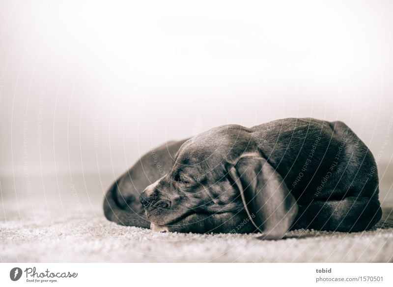 Master floppy ear Pet Dog 1 Animal Sleep Rest Mastiff Baby animal Peaceful Carpet Colour photo Interior shot Close-up Shallow depth of field Animal portrait