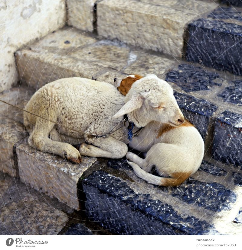 True love Animal Soft Sheep Lamb Wool Vulnerable Innocent Together Love Mammal Peace little Cute step Infancy Delightful