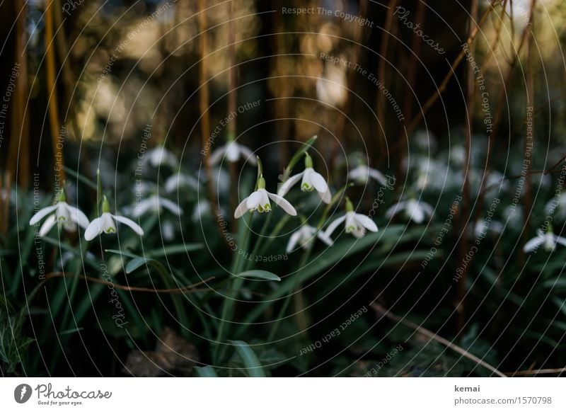 snowdrops Environment Nature Plant Sunlight Spring Beautiful weather Leaf Blossom Wild plant Snowdrop Meadow Blossoming Growth Friendliness Fresh Green White