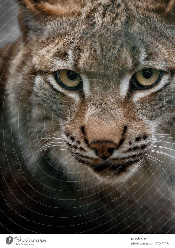 Bad mood? Animal Cat Dangerous Lynx Big cat Eyes Hypnotic Fix Europe Mammal pischarean Looking