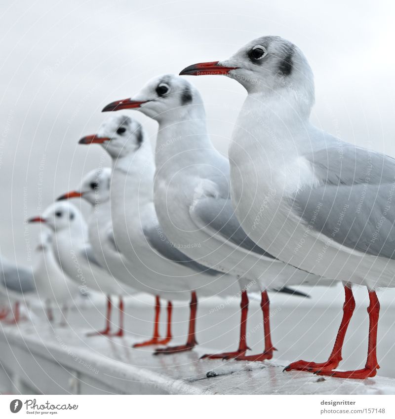 STILLG´STAN´N! North Sea Ocean Bird Seagull Row Row of seats Arrangement Wait Expectation Feed Feeding Appetite Avaricious Tepid Observe tidied stepped up Queue