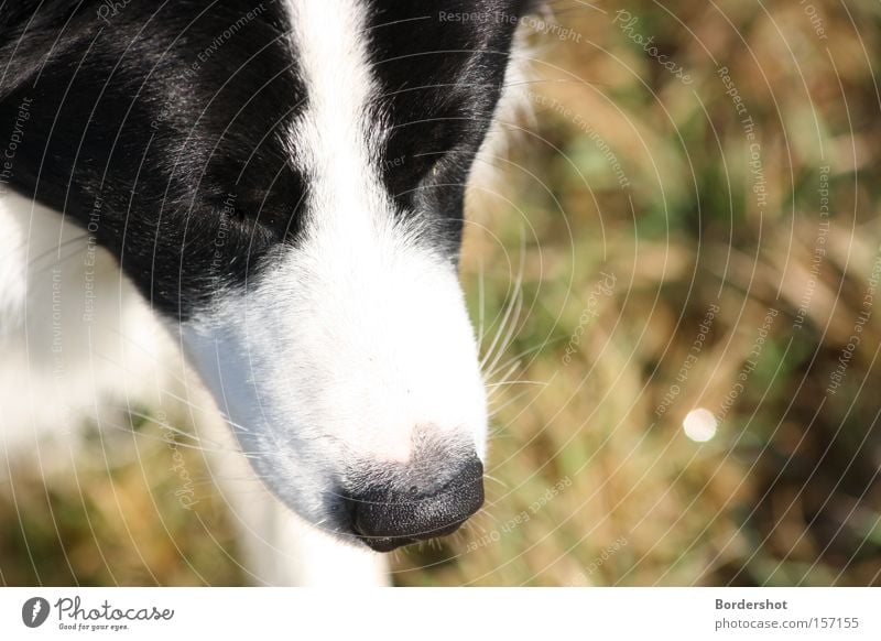 Top heavy Dog Black White Snout Dog's snout Nose Meadow Grass Damp Line Painting and drawing (object) Pelt Green Autumn Head Mammal border collie