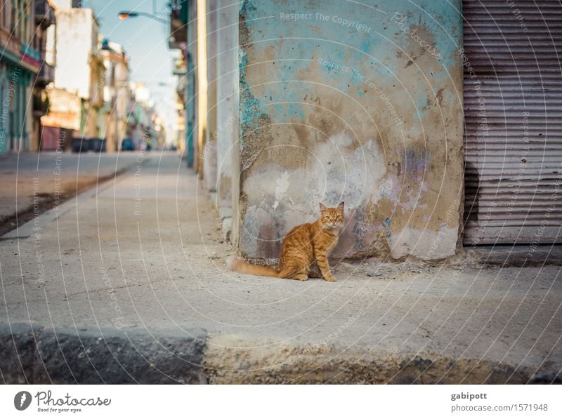 Cuban cat Havana Capital city Downtown Old town Wall (barrier) Wall (building) Facade Animal Pet Farm animal Cat 1 Observe Multicoloured Sympathy Uniqueness