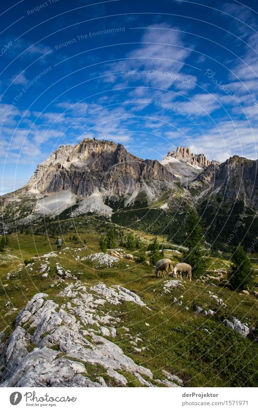 Dolomite idyll with sheep Vacation & Travel Tourism Trip Far-off places Freedom Mountain Hiking Environment Nature Landscape Plant Summer Beautiful weather
