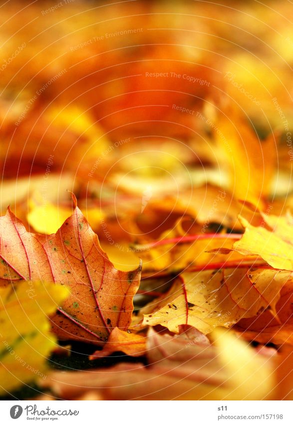 Golden memories Autumn Leaf Seasons Vessel Yellow Carpet Tree Maple leaf Light Macro (Extreme close-up) Close-up Floor covering Point
