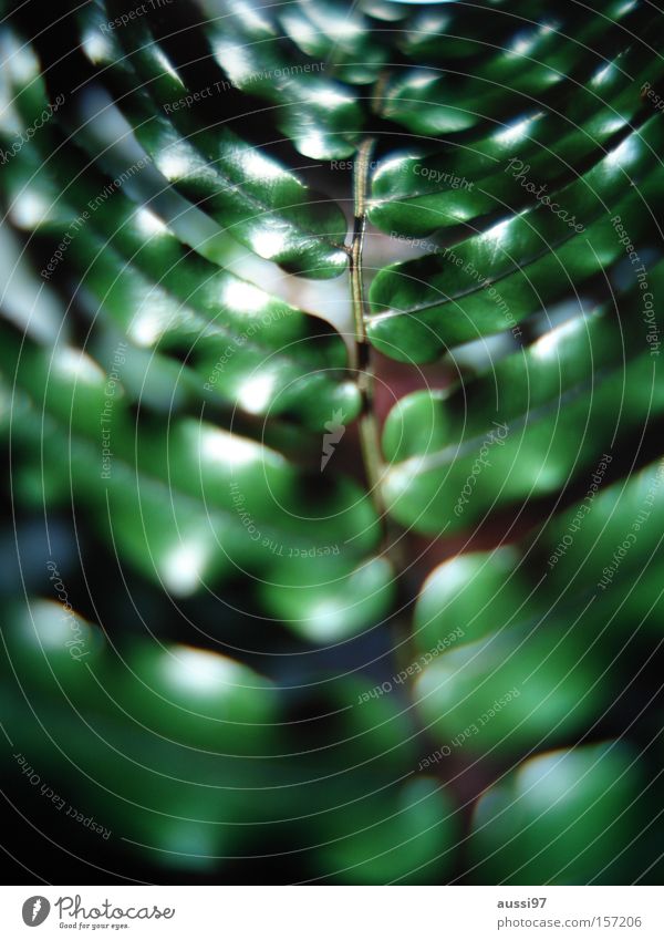 The time tunnel Plant Spiral Bend Infinity Going Foreground blurred