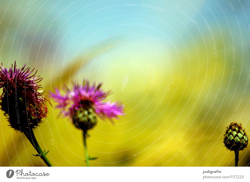 meadow Meadow Flower Summer Sky Bud Nature Environment Beautiful Multicoloured Plant Growth Grass Colour Knapweed
