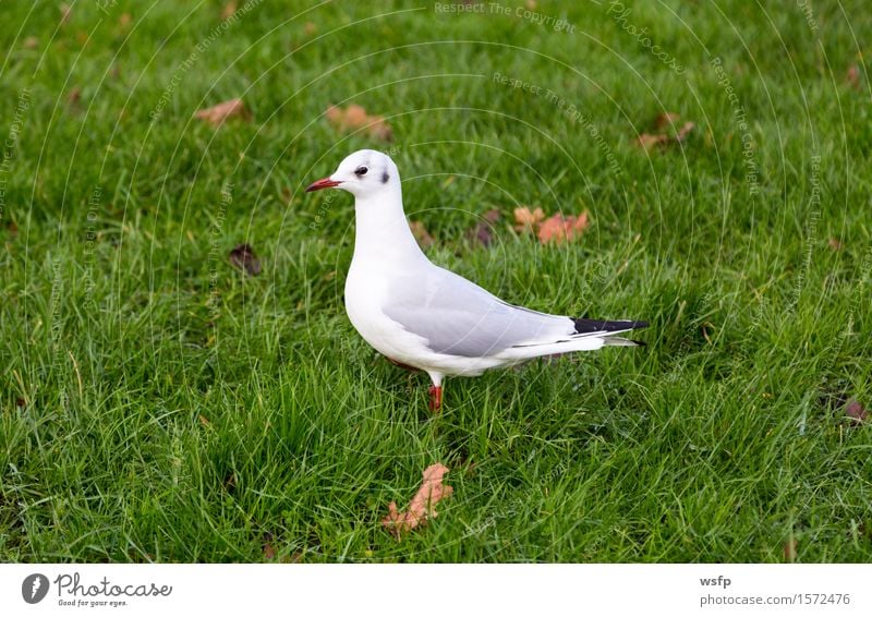 White dove on a green meadow Animal Meadow Bird Pigeon Green dove bird Seagull skua Lawn Colour photo
