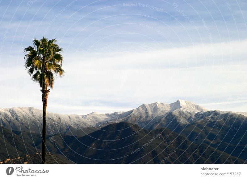 Southern California Snow Nature Landscape Clouds Mountain Travel photography Sky Tourism Winter Cold White Panorama (View) Tree scenery palm Large