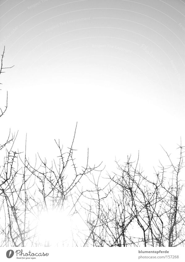 thorns Black & white photo Sunbeam Back-light Sky Bushes Cold Thorn Twig Branch bramble