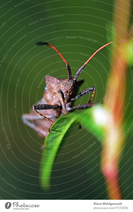 Diabolic Environment Nature Animal Autumn Plant Leaf Meadow Forest Animal face Squash bug 1 Observe Looking Sit Exotic Brown Green Feeler warts Colour photo