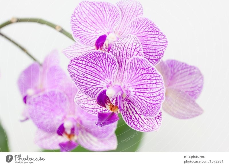 Orchids against a white background Elegant Style Design Exotic Beautiful Fragrance Spa Summer Decoration Feasts & Celebrations Valentine's Day Wedding Art