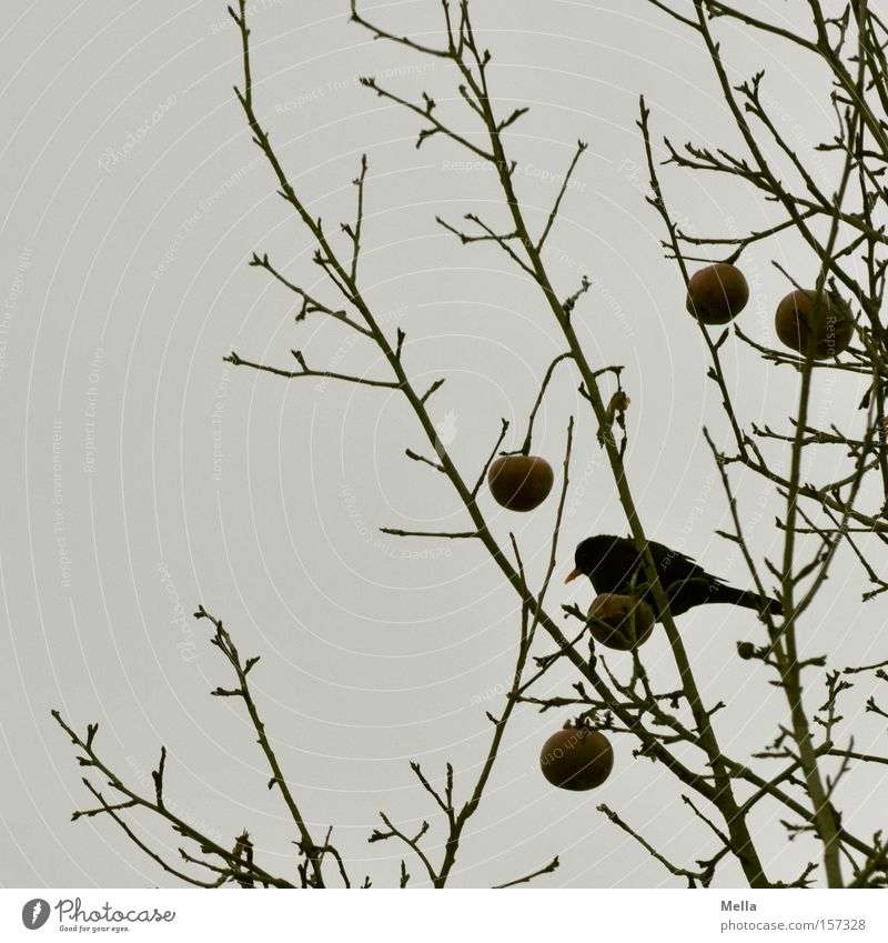 Hunger II Fruit Apple Winter Tree Bird To feed Gloomy Gray Blackbird Throstle Branch Twig Branchage Feed Dreary Colour photo Subdued colour Twilight Day