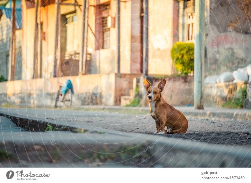 cuba Baracoa Cuba Village Small Town Outskirts Old town House (Residential Structure) Places Wall (barrier) Wall (building) Facade Animal Pet Dog 1 Observe