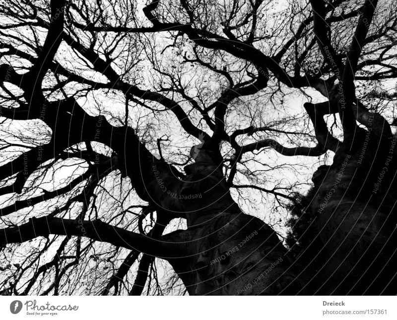 play instinct Black Dark Nature Landscape Tree Branch Bushes Leaf Treetop Bleak Shoot Growth Tree trunk Muddled Large Might Earth Sand Autumn