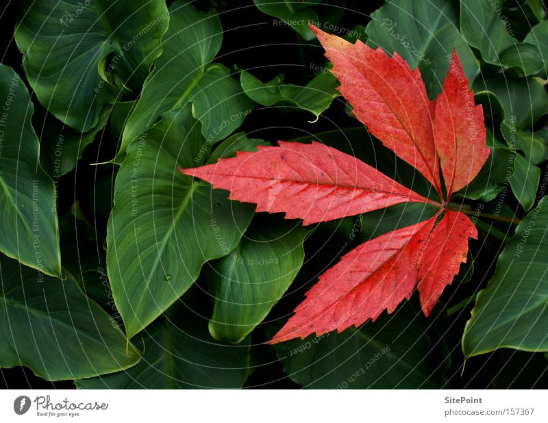 Wine meets Calla Leaf Green Red Vine Vine leaf Park Autumn