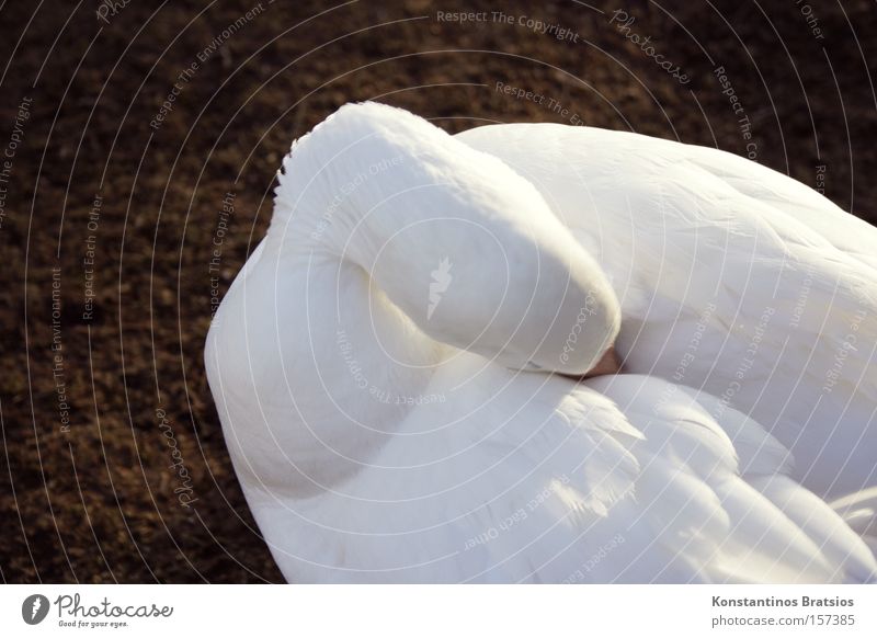 plumage care Colour photo Exterior shot Day Sunlight Animal portrait Beautiful Winter Beautiful weather Bird Cleaning Soft White Cleanliness Snow goose Goose