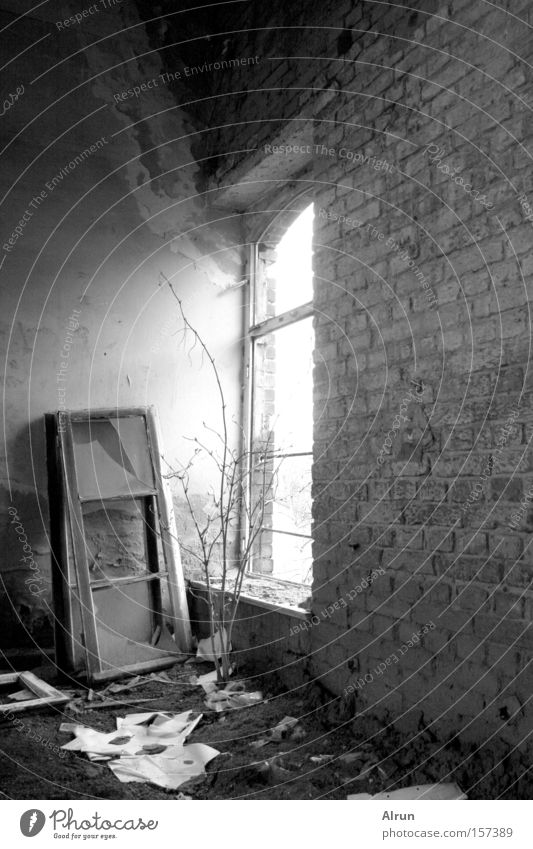 Lonely window Window Window pane Broken Light Wall (barrier) Lighting Old Room Bushes Derelict