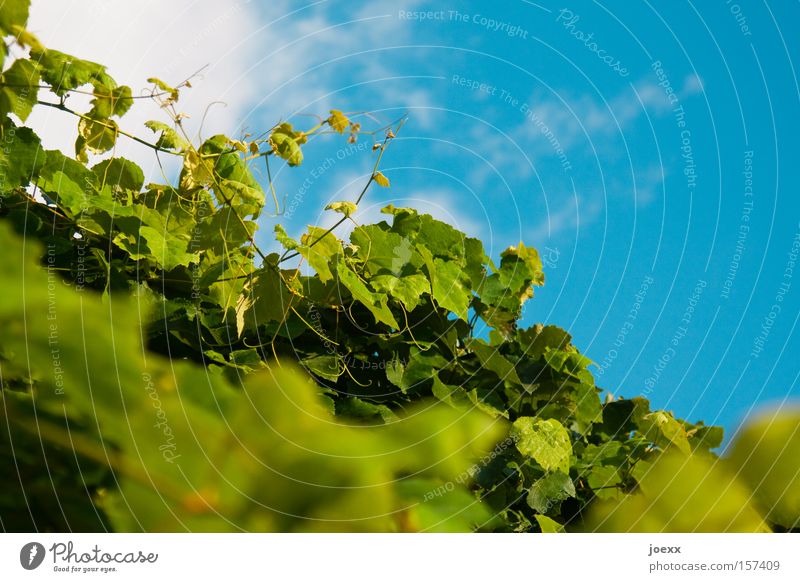 Wine, wild Blue Green Sky Climbing Nature Plant Tendril Bushes Vine Vine leaf real vine sky view in vino veritas
