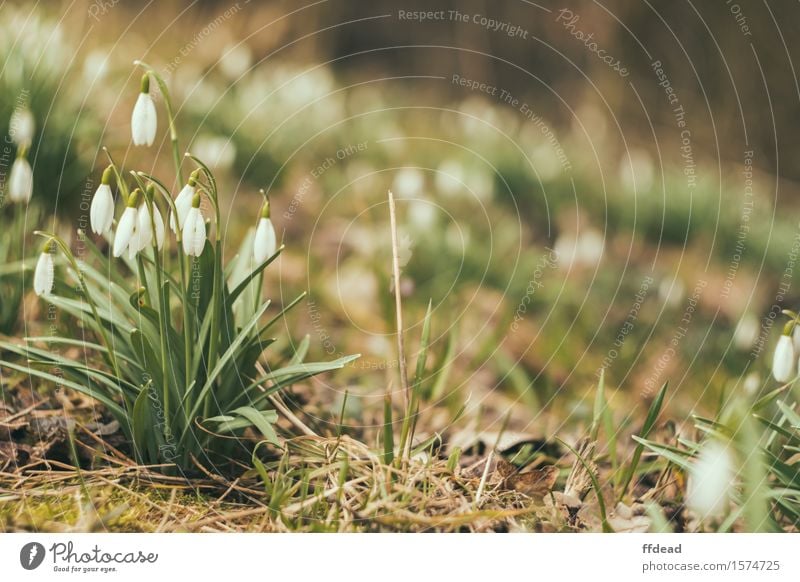 Snowdrops Nature Spring Plant Flower Garden Forest Fragrance Green White Background picture Colour photo Exterior shot Deserted Copy Space right Day