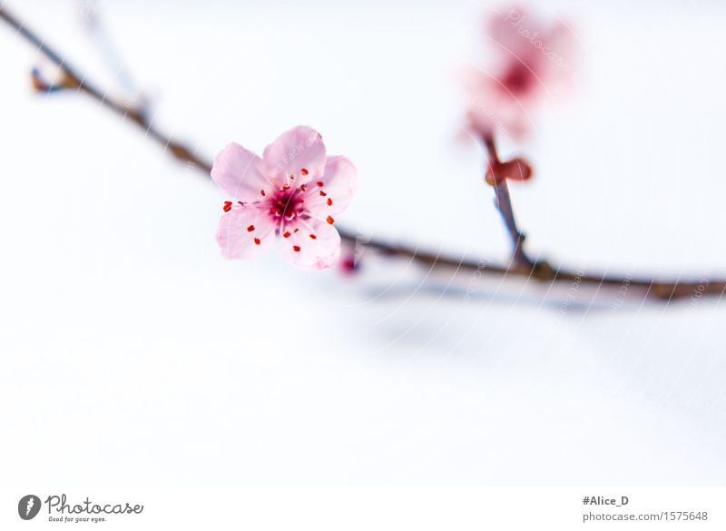 spring branch Spring Flower Bushes Blossom Wild plant Beautiful Natural Pink White Design Colour photo Isolated Image Neutral Background Blur