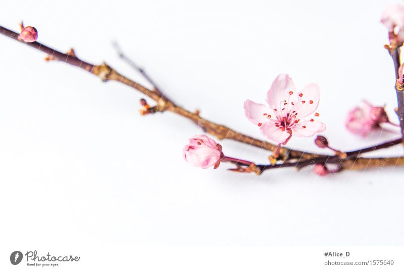 Spring branch pink Nature Plant Flower Blossom Sign Natural Pink White Macro (Extreme close-up) Abstract Isolated Image Neutral Background High-key Blur