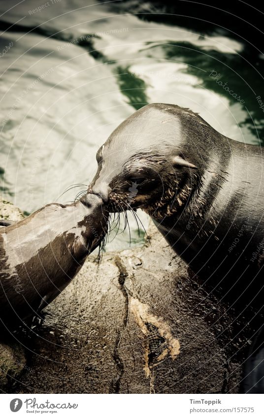 You may kiss the seal now. Seals Harbour seal Kissing Love Caresses Zoo Water Loyalty Affection Damp Ocean Longing Infatuation Narrow Intimacy Mammal