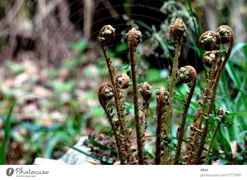 Spring? Plant Nature Photosynthesis Power Structures and shapes Botany Pteridopsida Fern Spore Green cultivate akai
