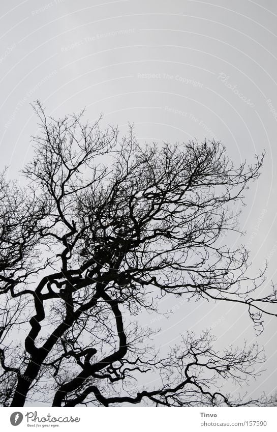 Tree with heart Branch Twig Winter Bleak Dreary Gloomy Silhouette Fantasy Heart Ruffled Treetop View to the sky
