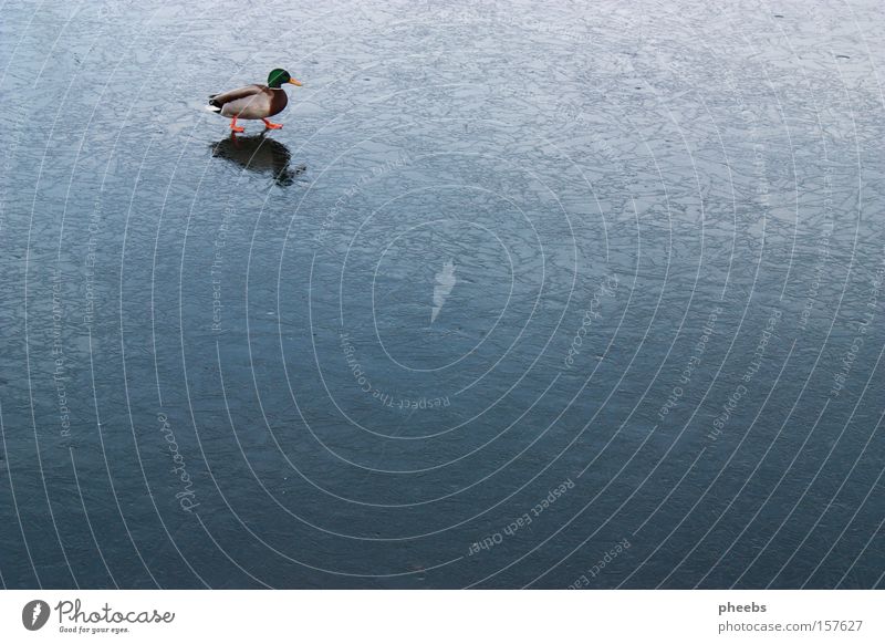 duck ice skating Water Frozen Drake Winter Cold Ice-skating Danube Duck