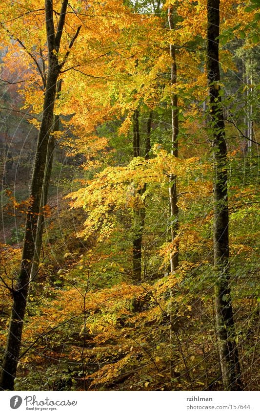 autumn forest Branch Tree trunk Leaf Colour Autumn Automn wood Seasons Plant Forest Multicoloured Autumnal herbs idyll Illuminate