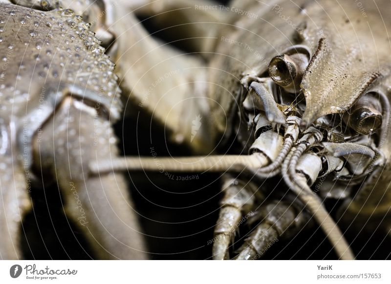 snap Claw Feeler Armor-plated Shell Hard Prongs Set of teeth Chitin Contrast Black Animal Macro (Extreme close-up) Near Detail Crawfish Close-up