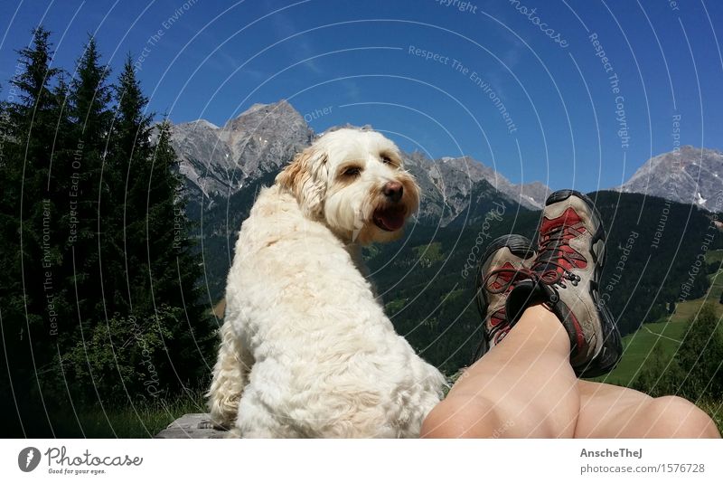 Happiness in the mountains Happy Healthy Athletic Relaxation Leisure and hobbies Vacation & Travel Trip Freedom Summer Summer vacation Mountain Hiking Break Dog