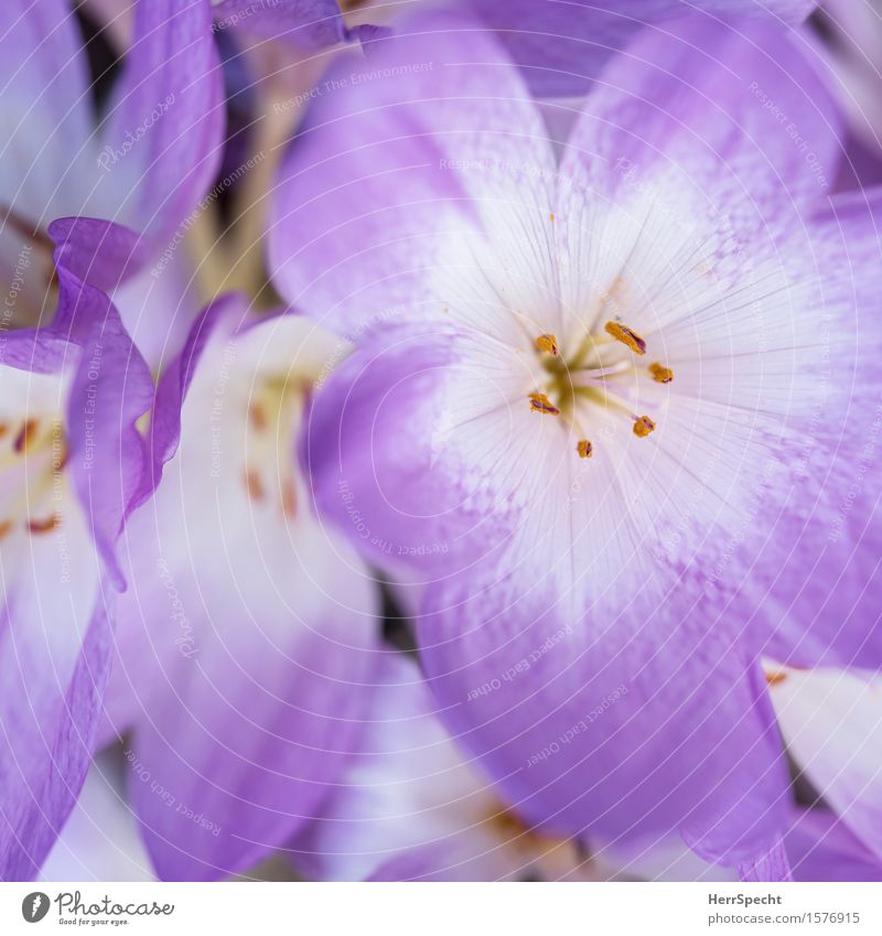 leadamles Plant Blossom Fresh Nerdy Beautiful Violet White Flower Bouquet Flower stalk Pistil Blossom leave Blossoming Calyx Spring Spring flower Summer Nature