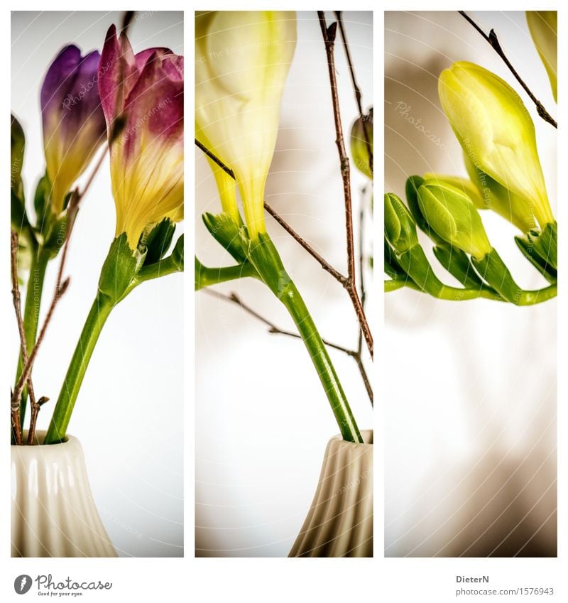 threesome Plant Flower Leaf Blossom Yellow Green White Vase Isolated Image Bouquet Flower stalk Triptych Colour photo Multicoloured Interior shot Studio shot