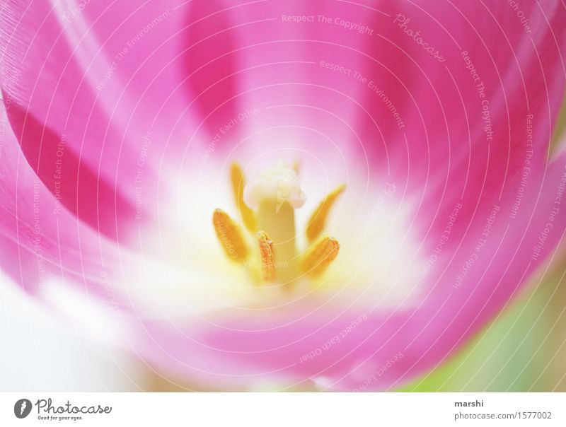 pink&yellow Nature Plant Flower Tulip Moody Pink Yellow Garden Blossom Bud Flowering plant Pistil Calyx Beautiful Spring Colour photo Exterior shot Close-up