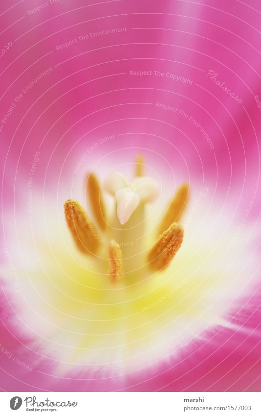 Tulip stamp III Nature Plant Flower Moody Pink Blossom Bud Blossom leave Pistil Yellow Beautiful Garden Spring Spring fever Colour photo Exterior shot Close-up