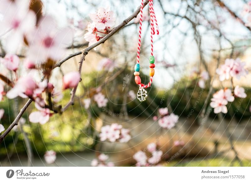 lucky charm Lifestyle Nature Plant Spring Beautiful weather Tree Blossom Cherry blossom Cherry tree Park Accessory Jewellery Kitsch Odds and ends