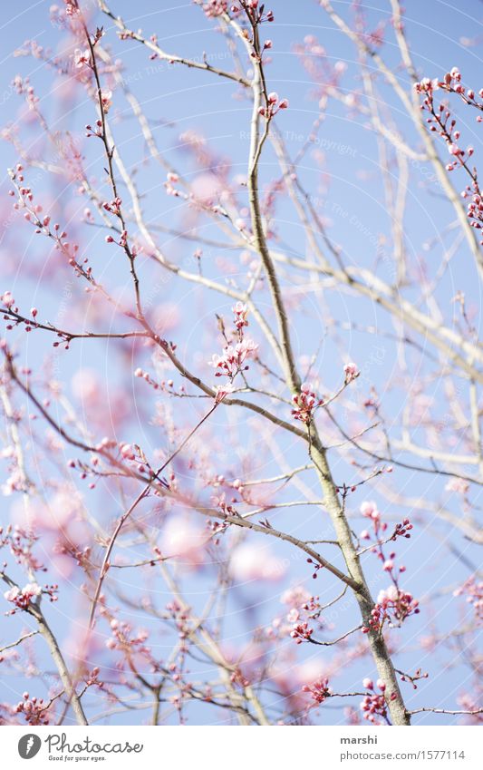 A little spring Nature Landscape Plant Sun Spring Summer Tree Moody Branch Blossoming blood plum Garden Pink Blue Blue sky Spring fever Colour photo